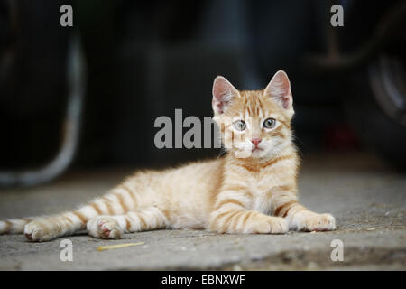 Il gatto domestico, il gatto di casa (Felis silvestris f. catus), Rosso tabby kitten giacente sul terreno, GERMANIA Baden-Wuerttemberg Foto Stock