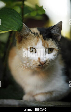 Il gatto domestico, il gatto di casa (Felis silvestris f. catus), tartaruga gatto seduto sotto un arbusto, GERMANIA Baden-Wuerttemberg Foto Stock
