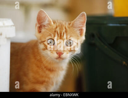 Il gatto domestico, il gatto di casa (Felis silvestris f. catus), Rosso tabby kitten il peering dietro un secchio, ritratto, GERMANIA Baden-Wuerttemberg Foto Stock