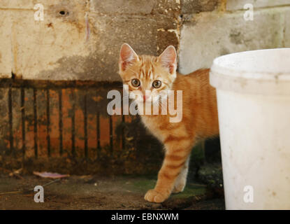 Il gatto domestico, il gatto di casa (Felis silvestris f. catus), Rosso tabby kitten il peering dietro un secchio, GERMANIA Baden-Wuerttemberg Foto Stock