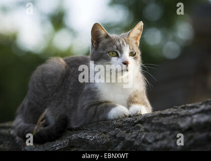 Il gatto domestico, il gatto di casa (Felis silvestris f. catus), grigio Gatto sdraiato su un ramo, GERMANIA Baden-Wuerttemberg Foto Stock