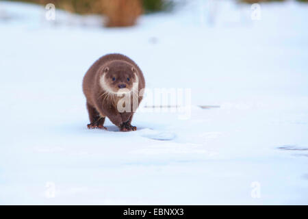 Unione Lontra di fiume, Lontra europea, lontra (Lutra lutra), femmina nella neve, Germania Foto Stock