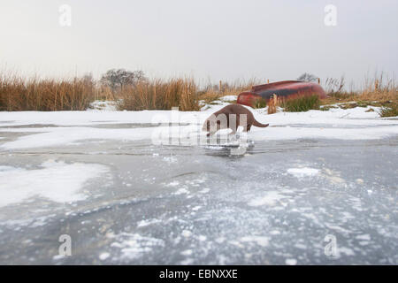 Unione Lontra di fiume, Lontra europea, lontra (Lutra lutra), femmina nella neve su un congelati fino lastra di ghiaccio, Germania Foto Stock