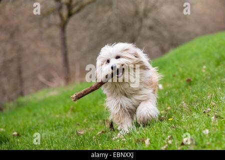 Tibetan Terrier, Tsang Apso, Dokhi Apso (Canis lupus f. familiaris), dieci mesi sable luminoso e bianco maschio in esecuzione su un prato con un bastone nella sua bocca, Germania Foto Stock