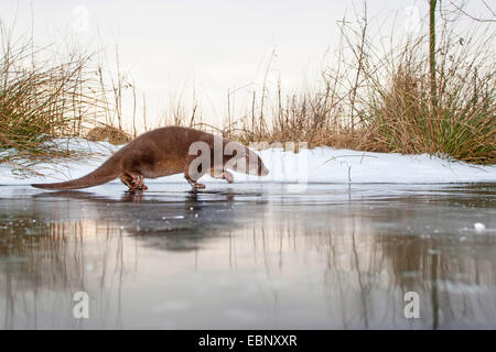 Unione Lontra di fiume, Lontra europea, lontra (Lutra lutra), femmina camminando su un congelati fino calotta di ghiaccio, Germania Foto Stock
