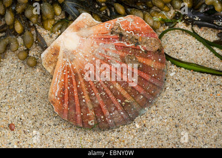 Grande smerlo, capesante comune, Coquille St Jacques (Pecten maximus), con alghe marine sulla spiaggia Foto Stock