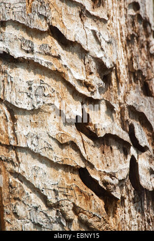 Grande coleottero capricorno, quercia cerambyx (Cerambyx cerdo), burrows delle larve in un vecchio tronco di quercia, Germania Foto Stock