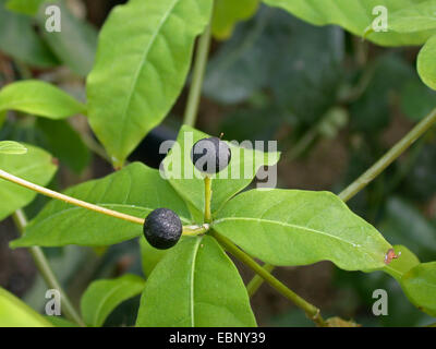 Rauwolfia, Java Devil Pepe, devilpepper, devil's pepe, serpentwood (Rauvolfia serpentina, Rauwolfia serpentina), frutta Foto Stock