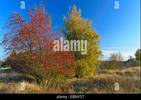 European mountain-cenere, rowan tree (Sorbus aucuparia), la fruttificazione rowan tree e di betulla in autunno, Germania, Bassa Sassonia, Oldenburger Muensterland Foto Stock