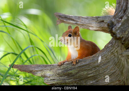 Unione scoiattolo rosso, Eurasian red scoiattolo (Sciurus vulgaris), il peering da dietro tree intoppo, Finlandia Foto Stock