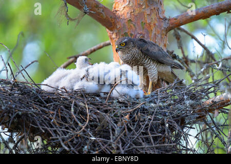 Northern Sparviero (Accipiter nisus), femmina con pulcini nel nido, Finlandia Foto Stock