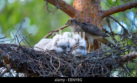Northern Sparviero (Accipiter nisus), femmina con pulcini nel nido, Finlandia Foto Stock