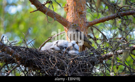 Northern Sparviero (Accipiter nisus), femmina con pulcini nel nido, Finlandia Foto Stock