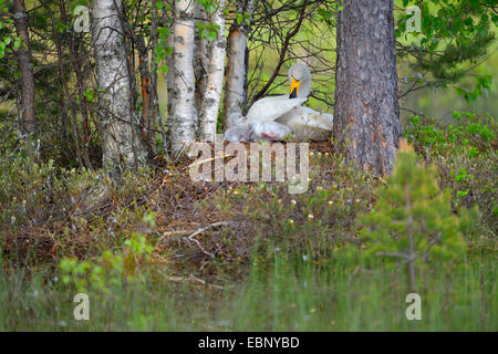 Whooper swan (Cygnus Cygnus), swan nel nido di fresco con pulcini usciti dal guscio, Finlandia Foto Stock