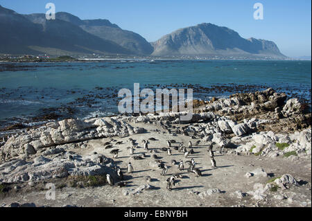 Jackass penguin, African penguin, nero-footed penguin (Spheniscus demersus), piccola colonia presso la rocciosa costa atlantica, Sud Africa, Western Cape, Bettys Bay Foto Stock