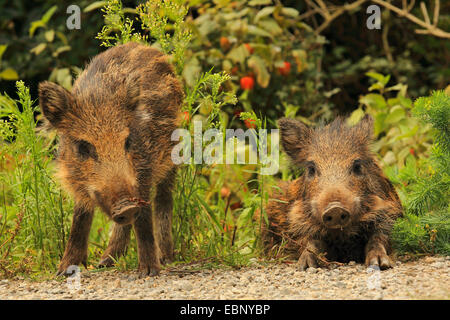 Il cinghiale, maiale, il cinghiale (Sus scrofa), due runts al bordo della foresta, GERMANIA Baden-Wuerttemberg Foto Stock