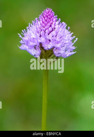 Globo orchidea (Traunsteinera globosa), fioritura, Austria, Tirolo, Namloser Tal Foto Stock