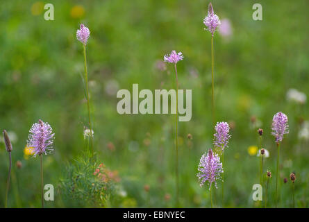 Annoso piantaggine (Planzago media), varie infiorescenze, in Germania, in Baviera, Alta Baviera, Baviera superiore Foto Stock