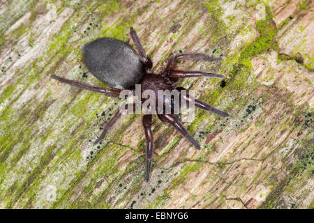 Mouse Spider, Massa spider (Scotophaeus spec.), su legno, Germania Foto Stock