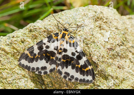 Gazza moth, ribes tarma (Abraxas grossulariata), su una pietra, Germania Foto Stock