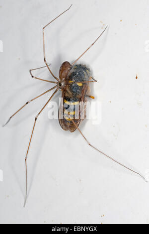 Tempo corposo cantina spider, cantina Longbodied spider (Pholcus phalangioides), catturati e avvolto una waps in corrispondenza del soffitto, Germania Foto Stock