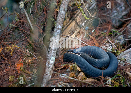 Cottonmouth, acqua mocassino (Agkistrodon piscivorus conanti), prendere il sole su un albero di intoppo, STATI UNITI D'AMERICA, Florida, Big Cypress National Preserve Foto Stock