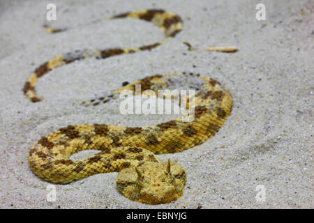 Vipera cornuta, deserto africano vipera cornuta (Cerastes cerastes), nella sabbia, Marocco Foto Stock