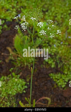 Whorled carvi (Carum verticillatum), infiorescenza, Germania Foto Stock