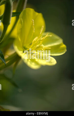 Serata Large-Flowered, Red-Sepaled Evening-Primrose, Large-Leaved olio di Evening Primerose (oenothera glazioviana, Oenothera erythrosepala), fioritura, Germania Foto Stock