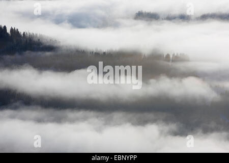 Snowy bosco di conifere con aleggia di nebbia, Svizzera, Appenzell Foto Stock