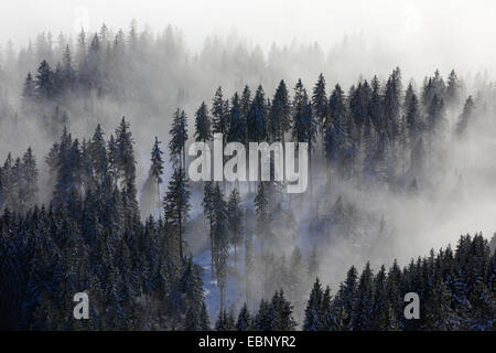 Snowy bosco di conifere con aleggia di nebbia, Svizzera, Appenzell Foto Stock