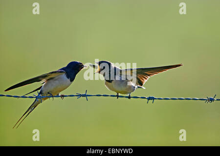 Barn swallow (Hirundo rustica), uccello adulto alimentazione di un autonomo uccello giovane su un barbwire, Germania Foto Stock