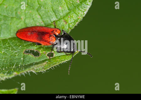 Il Cardinale fare clic su beetle (Ampedus spec.,), seduta su una foglia, Germania Foto Stock