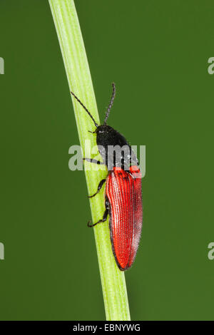 Il Cardinale fare clic su beetle (Ampedus spec.,), seduti a un gambo, Germania Foto Stock