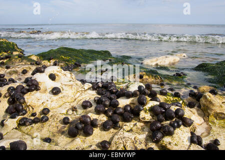 Comune di pervinca, comune winkle, commestibili winkle (Littorina littorea), le chiocciole a bassa marea su pietre, Germania Foto Stock