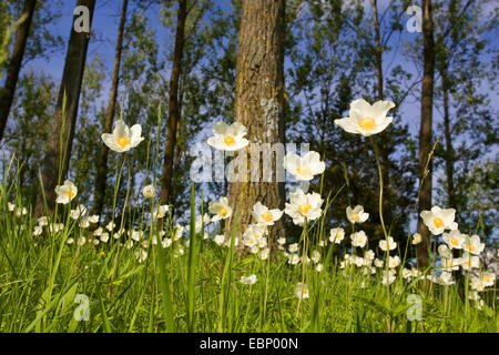 Snowdrop anemone, snowdrop windflower (Anemone sylvestris), che fiorisce in un prato, GERMANIA Baden-Wuerttemberg, Kaiserstuhl Foto Stock