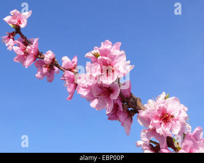 Pesche (Prunus persica), Pesca fiori contro il cielo blu, Germania Foto Stock