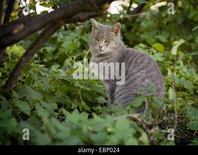 Il gatto domestico, il gatto di casa (Felis silvestris f. catus), grigio tabby cat seduto sotto una bussola, GERMANIA Baden-Wuerttemberg Foto Stock