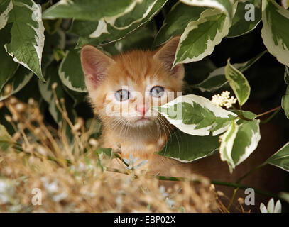 Il gatto domestico, il gatto di casa (Felis silvestris f. catus), Rosso tabby kitten curiosità di peering sotto un cespuglio, GERMANIA Baden-Wuerttemberg Foto Stock