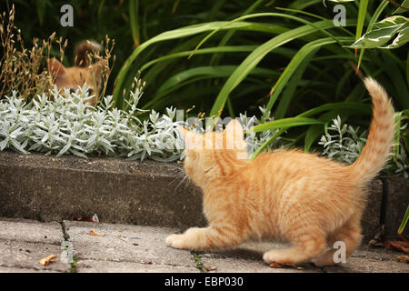 Il gatto domestico, il gatto di casa (Felis silvestris f. catus), due Rosso tabby gattini giocare nel letto di fiori, GERMANIA Baden-Wuerttemberg Foto Stock