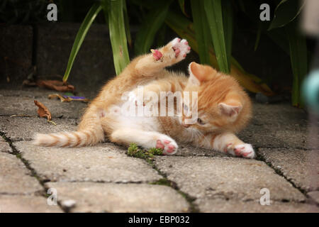 Il gatto domestico, il gatto di casa (Felis silvestris f. catus), Rosso tabby kitten giacente allegramente su un percorso, GERMANIA Baden-Wuerttemberg Foto Stock