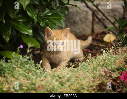 Il gatto domestico, il gatto di casa (Felis silvestris f. catus), Rosso tabby kitten intraprendenti a piedi in un letto di fiori, GERMANIA Baden-Wuerttemberg Foto Stock