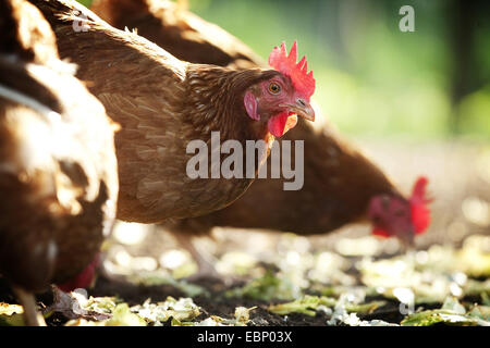 Galli e galline (Gallus gallus f. domestica), becchettare brown galline nel pollaio , Germania, Baden-Wuerttemberg Foto Stock