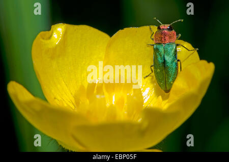 Gioiello beetle, METALLIZZATE LEGNO-noioso beetle (Anthaxia nitidula), su un fiore, Germania Foto Stock