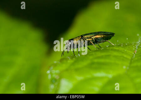 Gioiello beetle, METALLIZZATE LEGNO-noioso beetle (Anthaxia nitidula), maschio, Germania Foto Stock