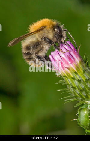 Carda bee, comune carda bee (Bombus pascuorum, Bombus agrorum), su un fiore di cardo, Germania