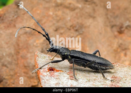Il faggio capricorno beetle, piccole botti capricorno beetle (Cerambyx scopolii), sulla corteccia, Germania Foto Stock
