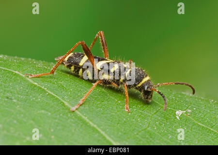 Wasp beetle (Clytus arietis), su una foglia, Germania Foto Stock