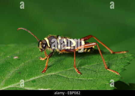 Wasp beetle (Clytus arietis), su una foglia, Germania Foto Stock