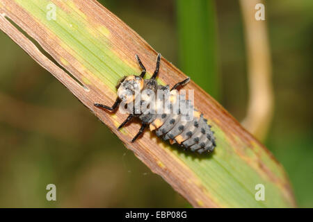 Sette-spot coccinella, sevenspot coccinella, 7-spot ladybird (Coccinella septempunctata), larva, Germania Foto Stock